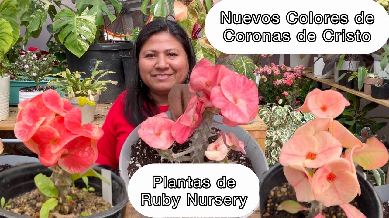 AQUÍ COMPRO MIS PLANTAS CORONAS DE CRISTO Con colores muy bonitos Ruby Collection