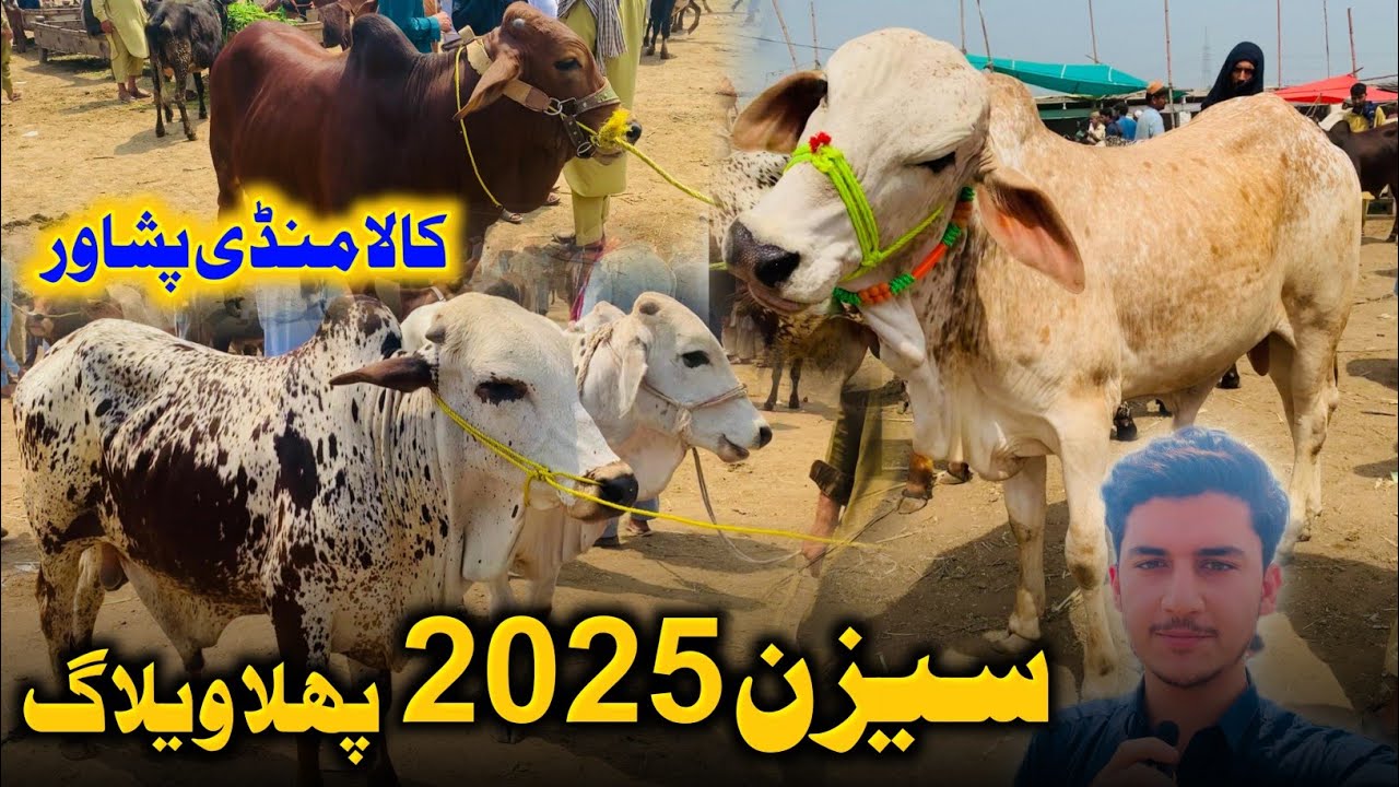 Kala Mandi Peshawar 2025 - Cow Mandi Season Starts 😍