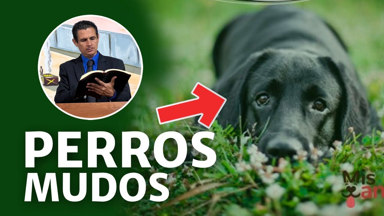 Perros mudos
