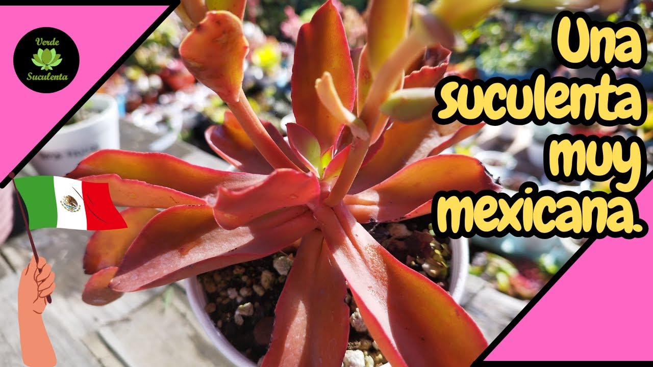 ¿Ya conoces la Echeveria patriótica?