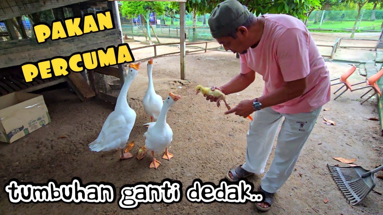 ✅️ 7 TUMBUHAN TERBAIK UNTUK ANGSA SELAIN DEDAK