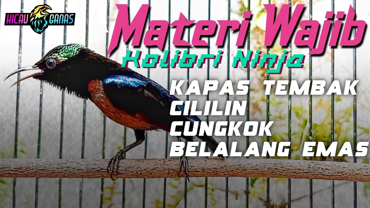 MASTERAN KONIN FULL MATERI MEWAH ISIAN LOMBA MATERI WAJIB SEMUA KONIN