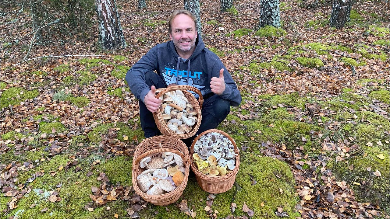 Super listopadowe grzybobranie, pełne kosze borowików i innych grzybów. Grzyby 2024.