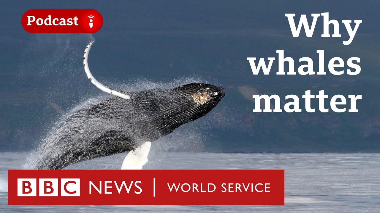 How whales help us fight climate change - The Climate Question podcast, BBC World Service
