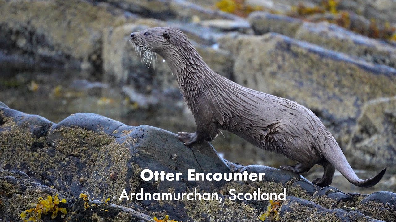 Otter encounter - Ardnamurchan, Scotland.