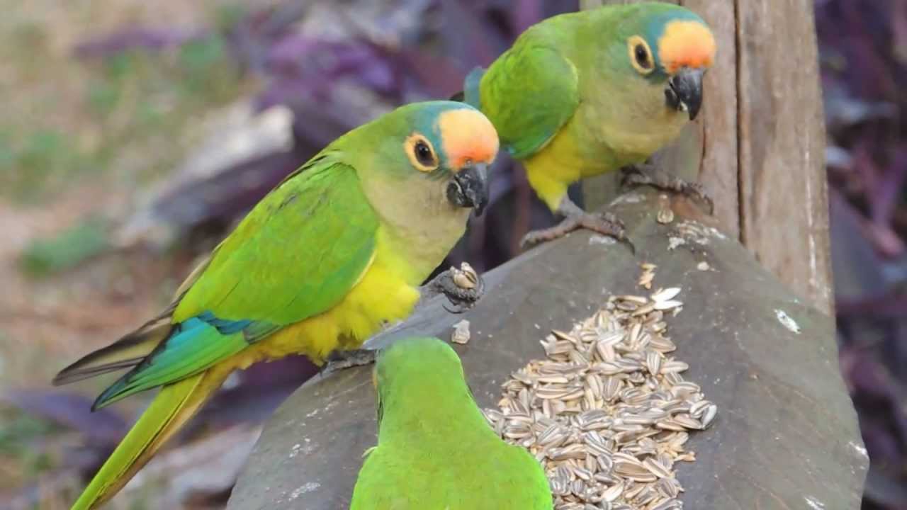 PERIQUITO-REI bando (EUPSITTULA AUREA), PEACH-FRONTED PARAKEET, Jandaia-estrela no comedouro.