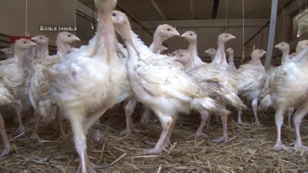 Ishrana curaka -  najzahtevnija od svih domacih zivotinja -  prodaja curica