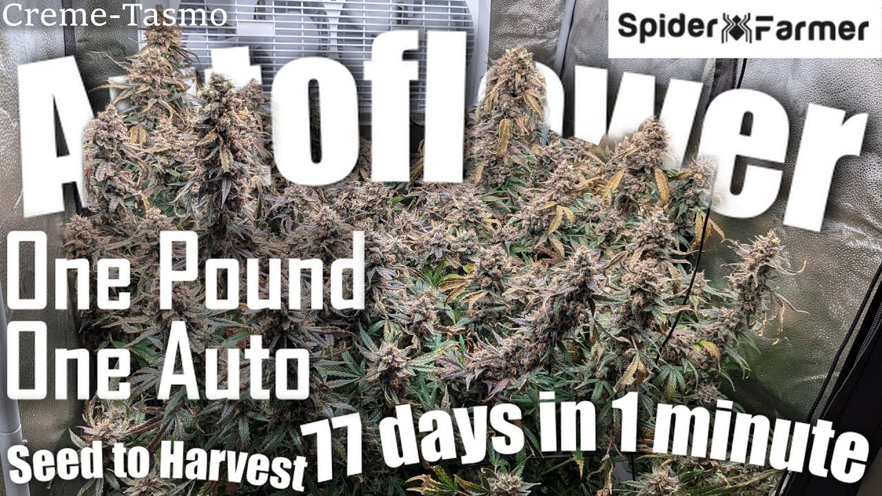1 Pound(454g) Autoflower Timelapse - Seed to Harvest - Creme-Tasmo by Mephisto - Spiderfarmer SF4000