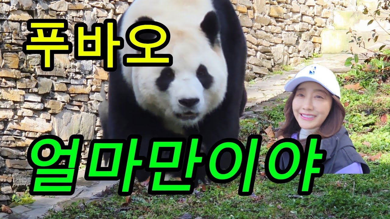 26.3.4  푸바오실시간 푸야♡♡♡3개월만의 회동😀 #푸바오 #푸바오실시간 #푸바오근황