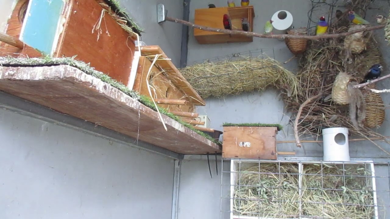 Finches & Waxbills still checking out and claiming nest.