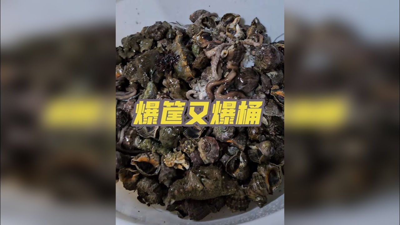 超级过瘾的一次赶海！大货层出不穷！轻轻松松爆筐又爆桶！太过瘾了！