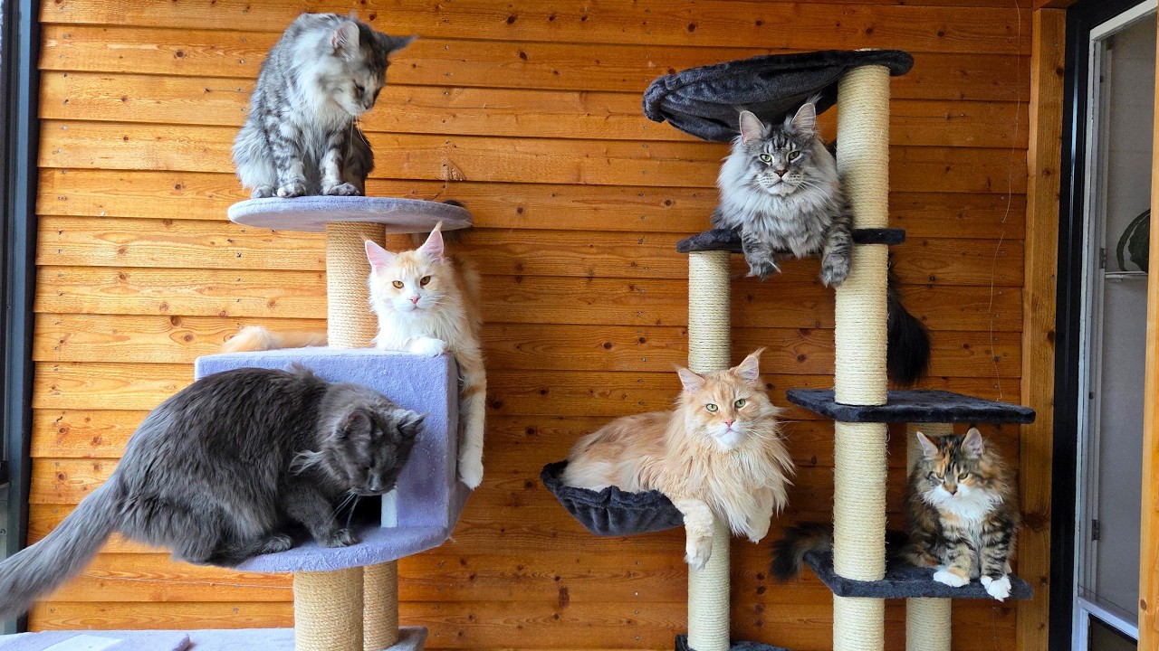 Let's Build a Cat Tree - With Help From My 6 Cats!