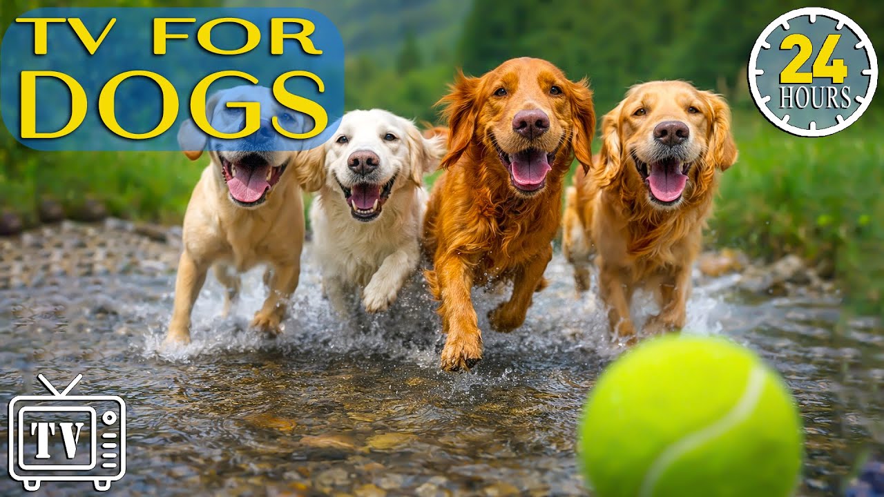 24/7 Dog TV: All Day Anxiety Relief for Dogs with Deep Calming Music for Dogs with Videos for Dogs