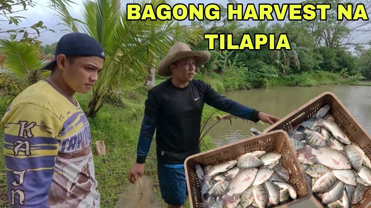 Dagsa ang isda Bagong harvest na Tilapia sa mini lake....Pantanghalian 
