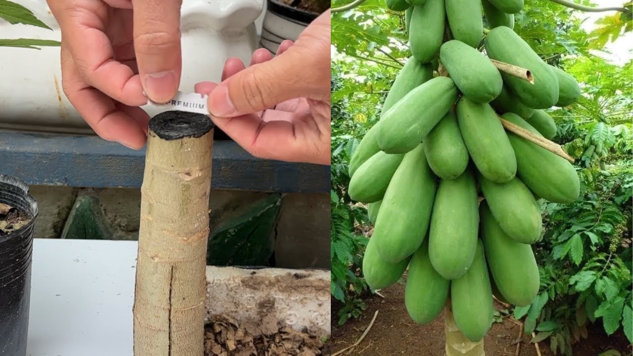 How to Graft Papaya  - Papaya Grafting Techniques