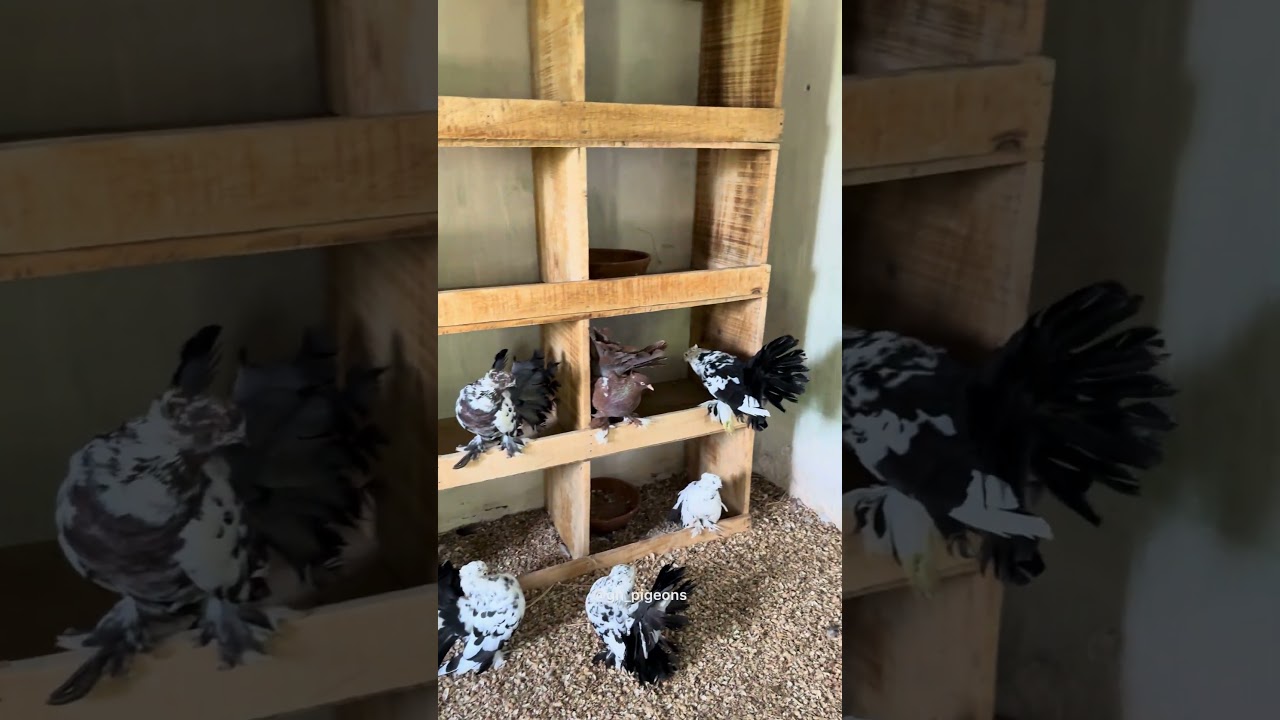 Fantail pigeon loft update #1 || GN pigeon farm || #pigeon #pigeonloft  #pigeonlover #pigeons