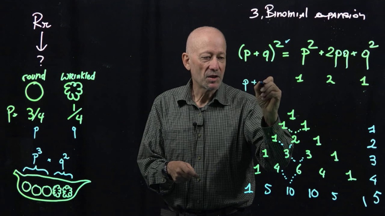 Probability in genetics II