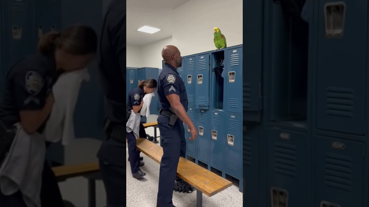 Today's Roast Is Unbelievable Parrot Vs Cop Roast #funny #talkingparot #viral #parrot