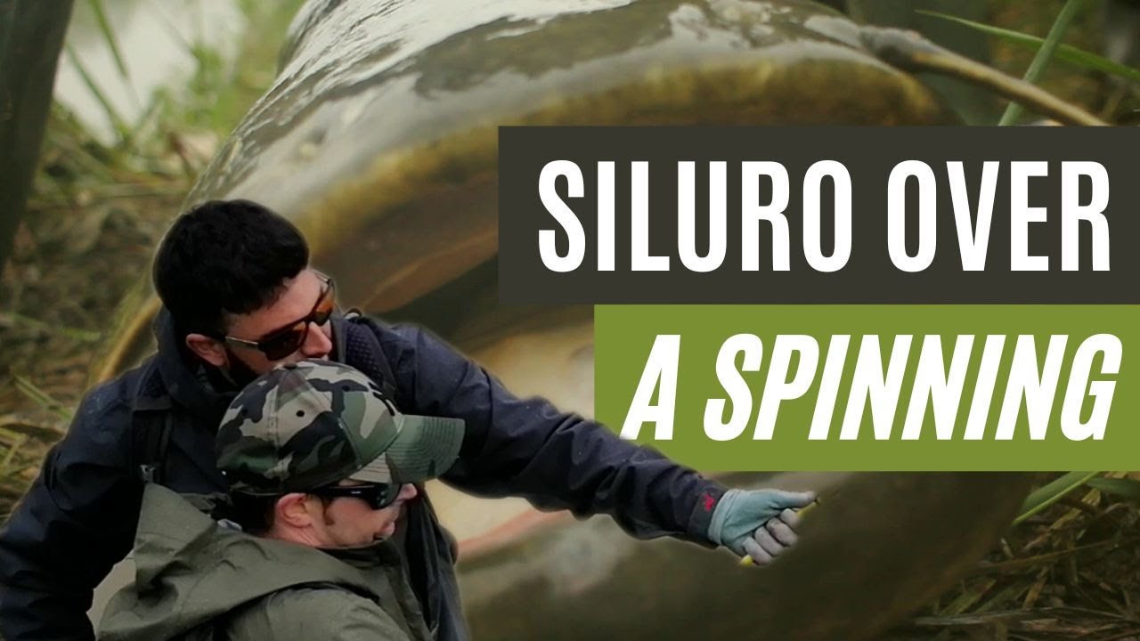 Siluro over a spinning