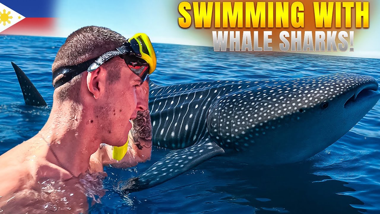 Whale Sharks in Oslob – Was It Worth It? 🇵🇭
