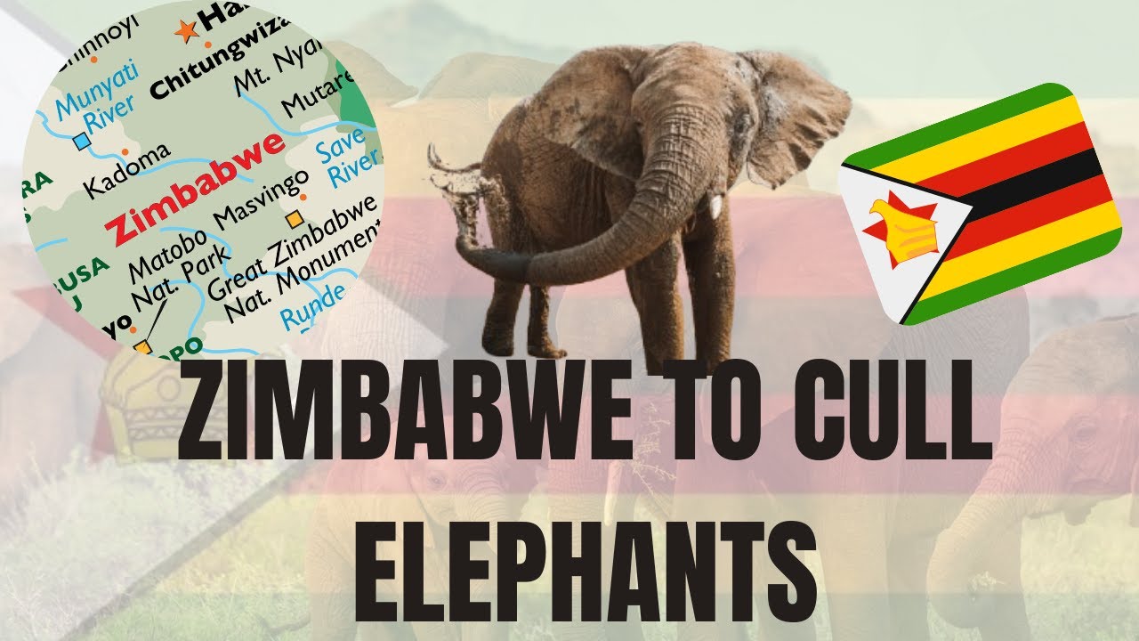 Mass Slaughter of Elephants In Zimbabwe | Zimbabwe to Kill Elephants To Feed Local Community