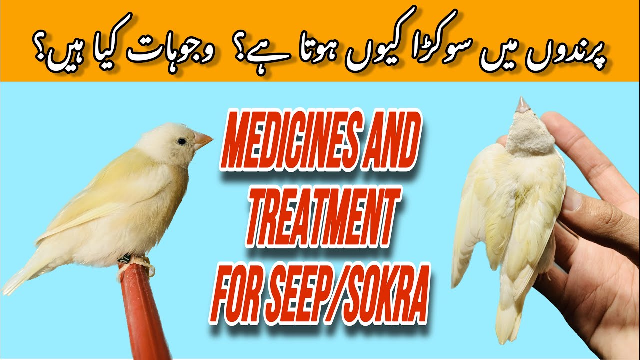 Sokra/seep in gouldians and their treatment//birds me sokra kyu aata hai or uska ilaj kya hai #finch