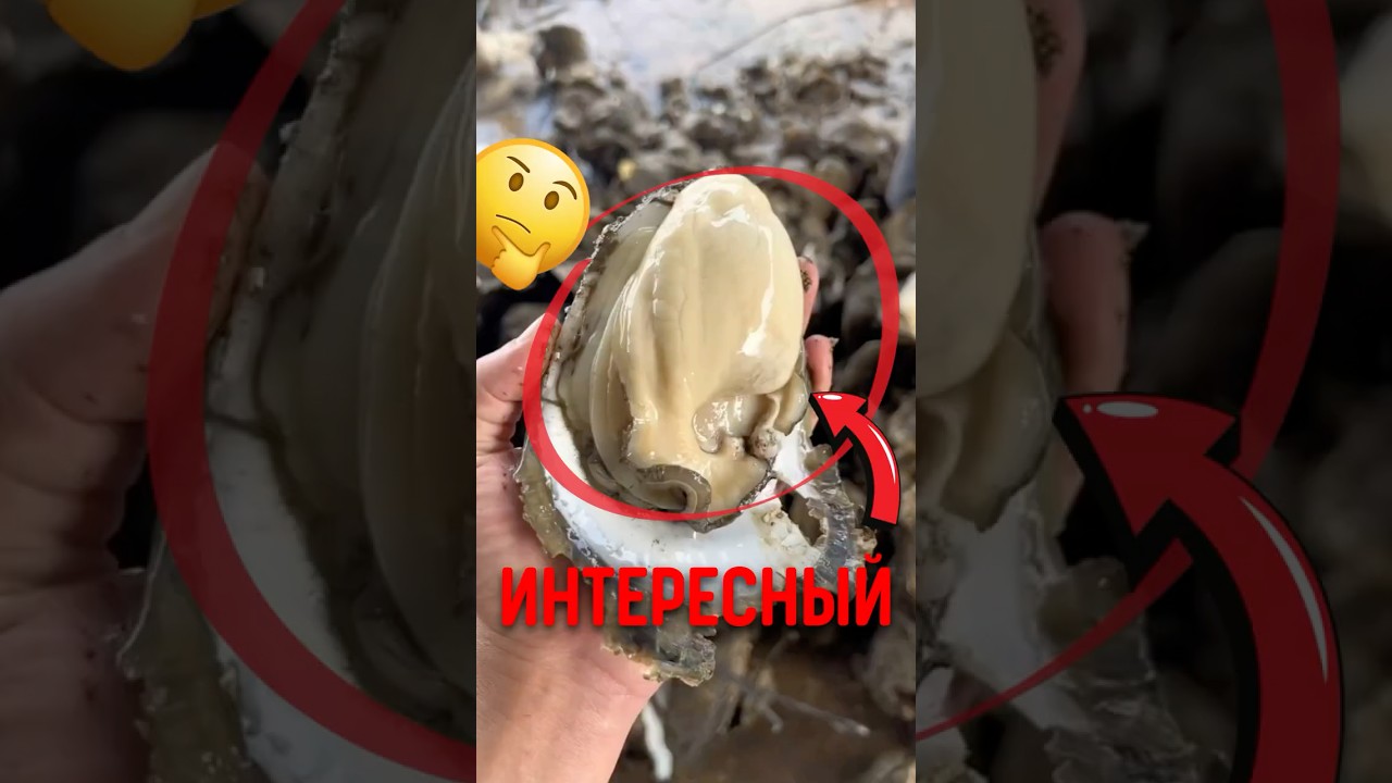 🌊 Как фермеры в Таиланде обманывают океан? #животные #природа #устрицы