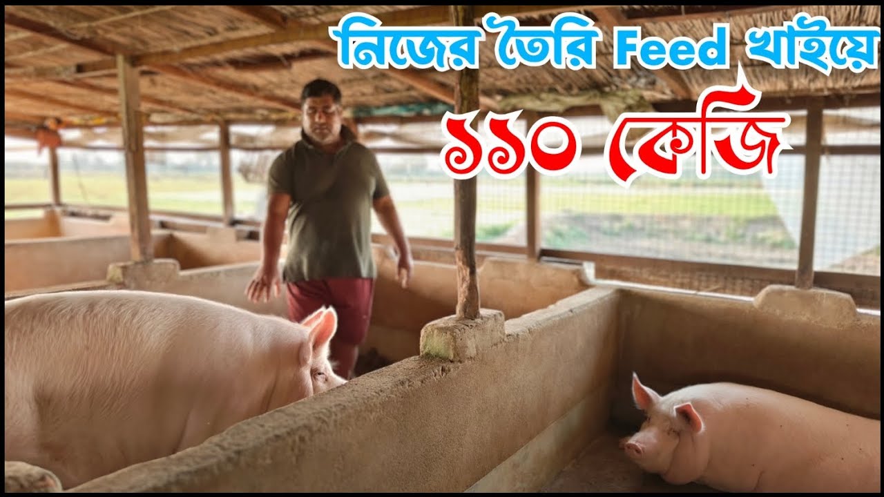 সাড়ে ৬ মাসে ১১০ কেজি - ৩০ বছরের অভিজ্ঞতা - শুকর পালন -  Pig Farming Training - শুকর পালনের ট্রেনিং