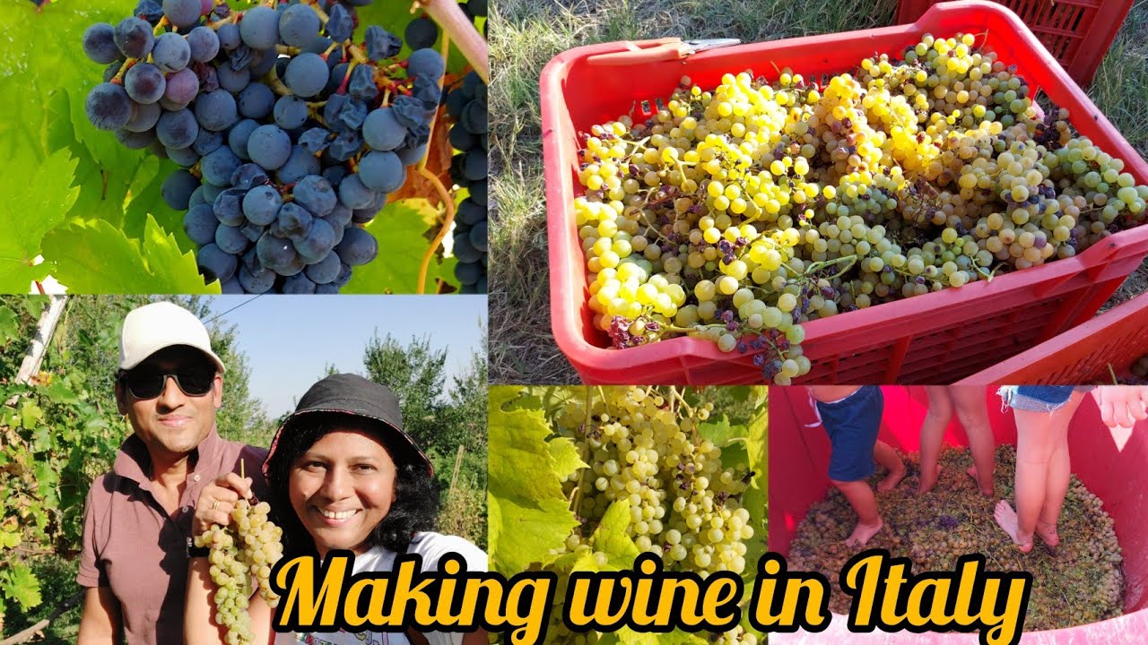 Italian Wine making experience මිදි වයින් හදන්න අපිත් එක්ක යමු Making wine in Italy, the process