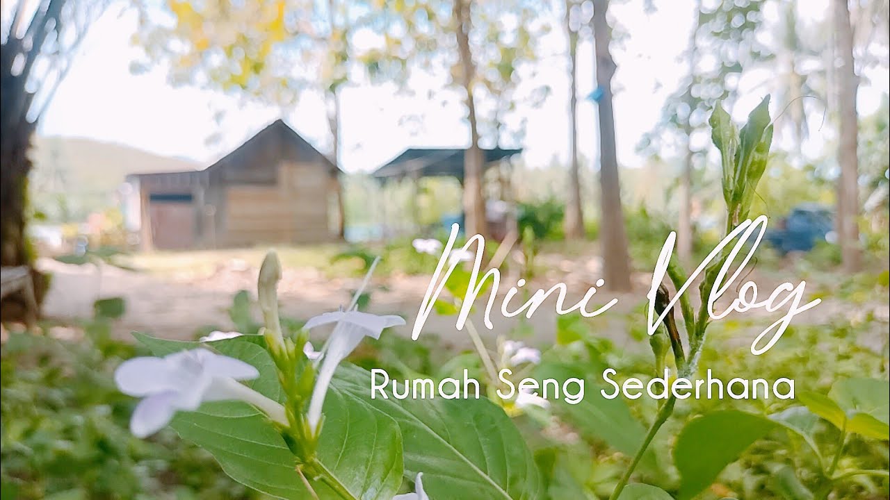 Mengusahakan rumah seng kecil tetap Rapih & nyaman & masak harian #hidupdidesa #irt #masak 