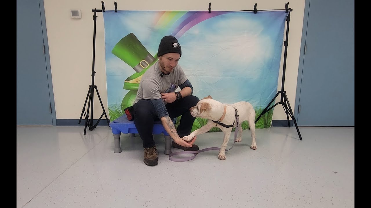 Teach Dogs to Give Their Paw on Cue & Desensitize for Handling  |  Courageous Canines Dog Training