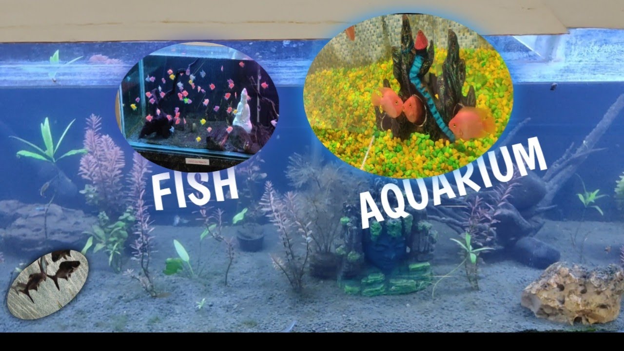 Aquarium @umangdabriamini 
