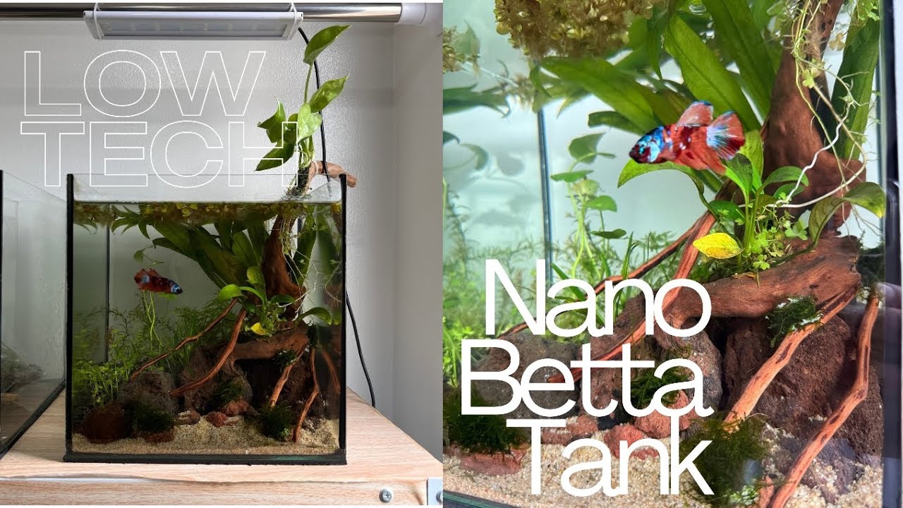 Low Tech Nature Style Betta Tank