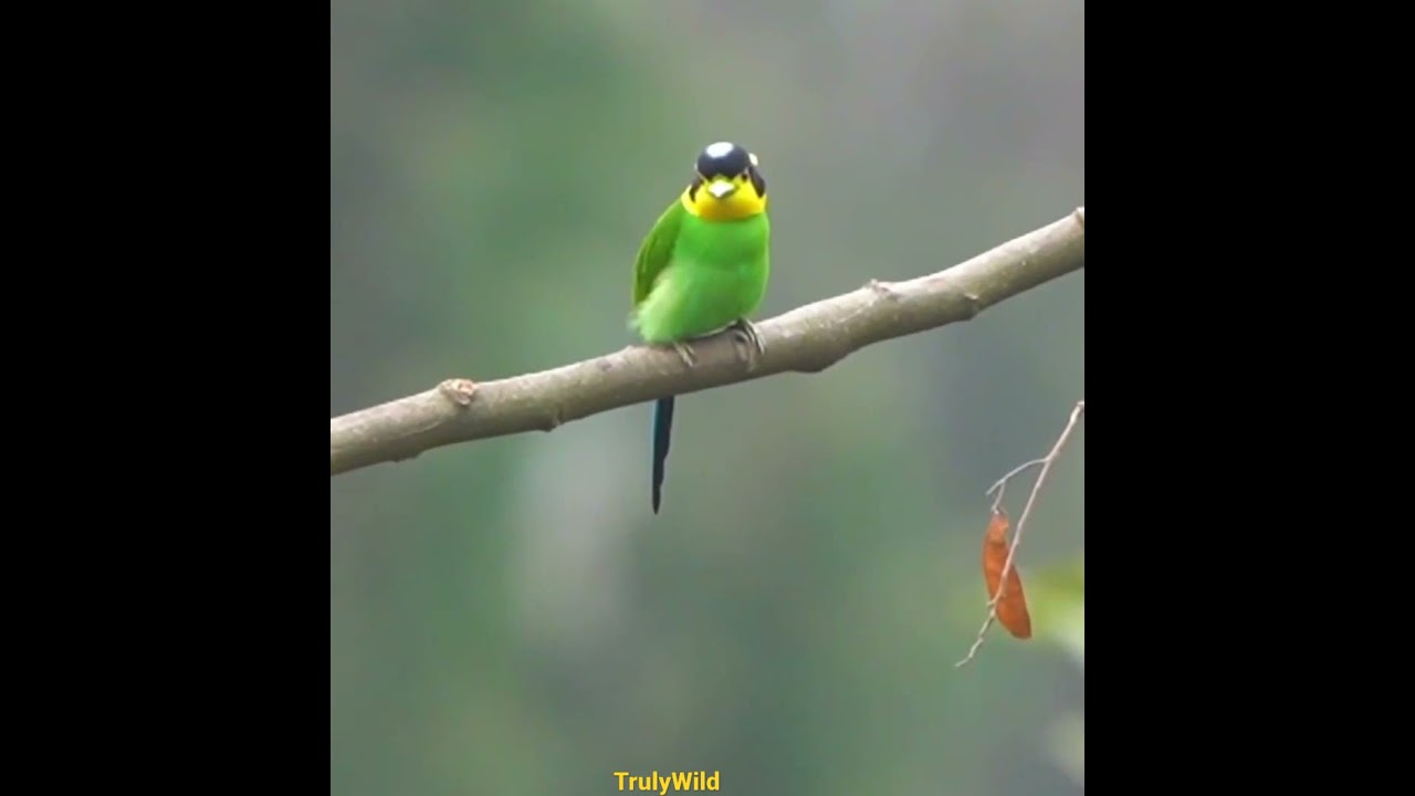 Long-tailed Broadbill tail action | Watch full 4K video #Kaziranga #trulywild #ajithota #shorts