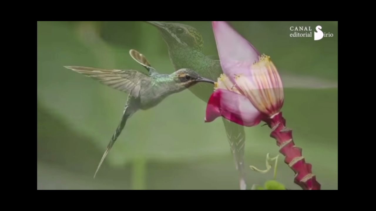 CANCIÓN EN ME´PHAA.  El colibrí - Tsu´tsu
