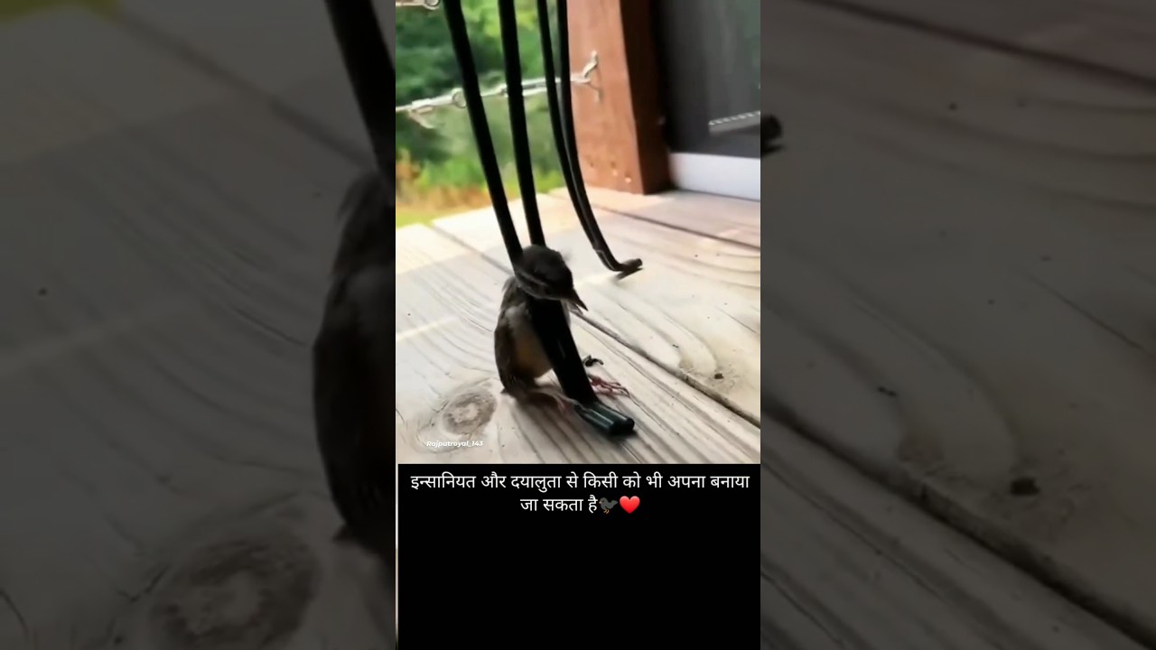 True Bird Lover Emotional Story 🐦😱😢 #viral #shorts #funny #short #love #subscribe #song #viralvideo