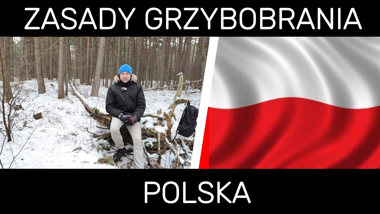 Zasady grzybobrania w Polsce - czy u nas wolno zbierać amanita muscaria?