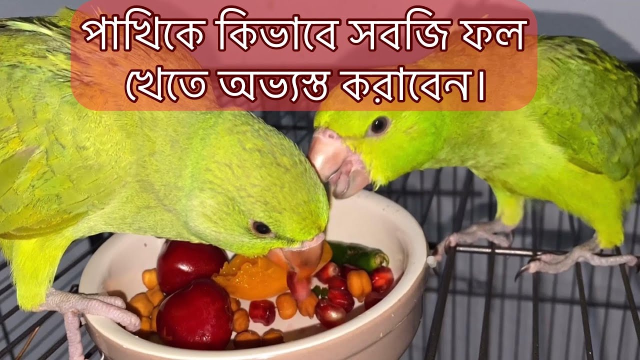 পাখিকে হ্যান্ডফিড থেকে সেলফ ফিডে আনার উপায়।How to Adopt Parrot to self Feed from Handfeed