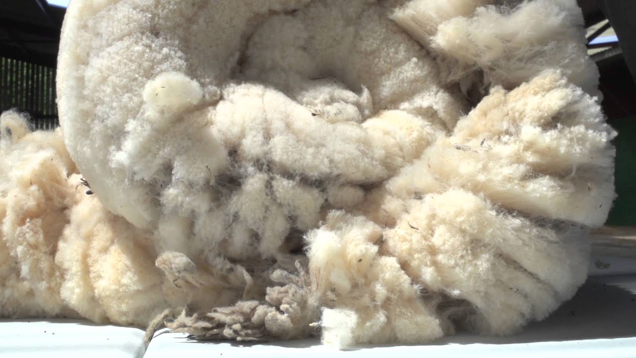 Shearing Southdown Sheep for Duvets