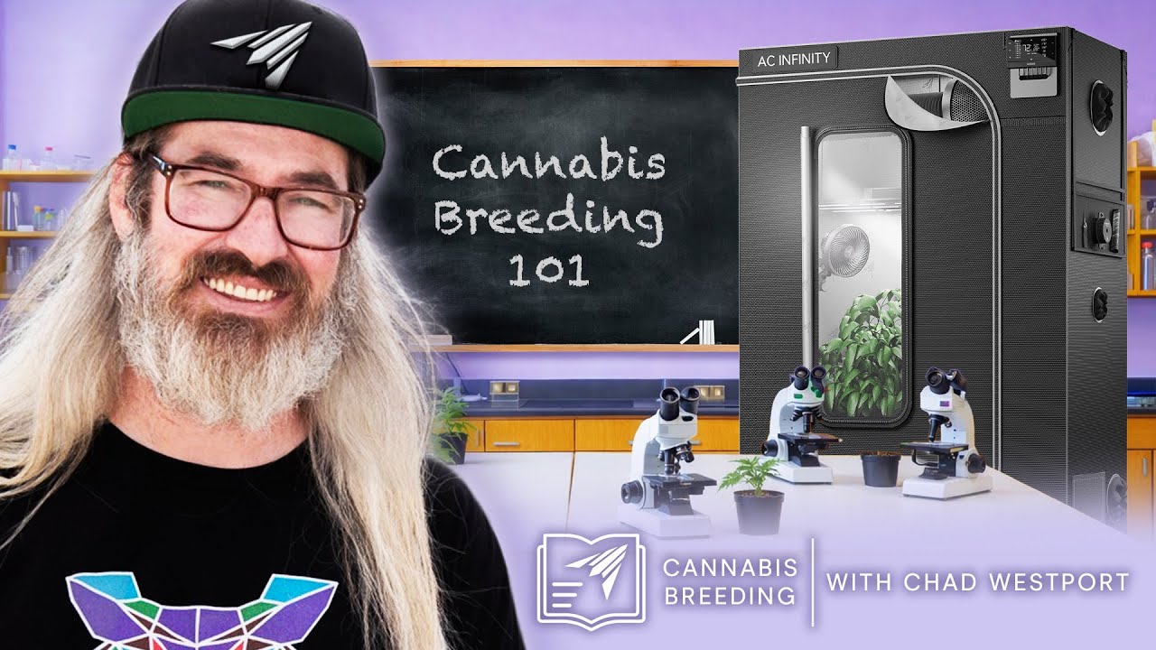 Intro to Cannabis Breeding with Chad Westport | Learn with AC Infinity | Ep. 1