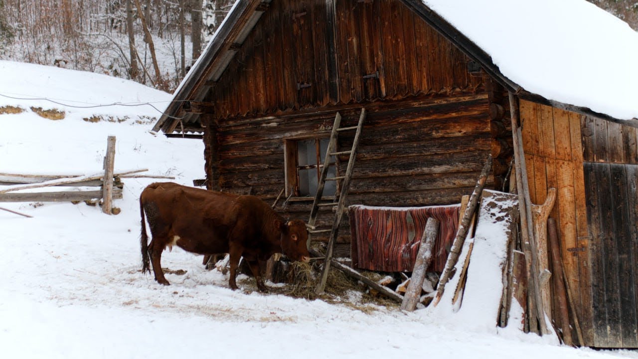 Away from Civilization. The Heartwarming Tale of a Big Mountain Family