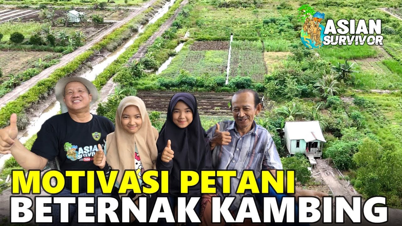 PAK CHEITO KARNO DUKUNG ORANGTUA @GADIS KEBUN  BETERNAK KAMBING! CERITA DARI PEMUKIMAN TRANSMIGRASI