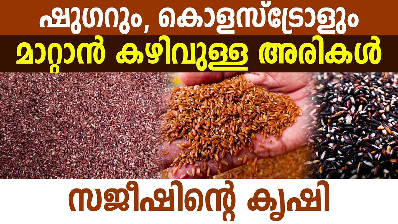 സുജീഷിന്റെ 10 ഏക്കർ പാടത്ത് വിളയുന്നത് രോ​ഗമുക്തമാക്കുന്ന നെല്ലിനങ്ങൾ I rakthashali rice I
