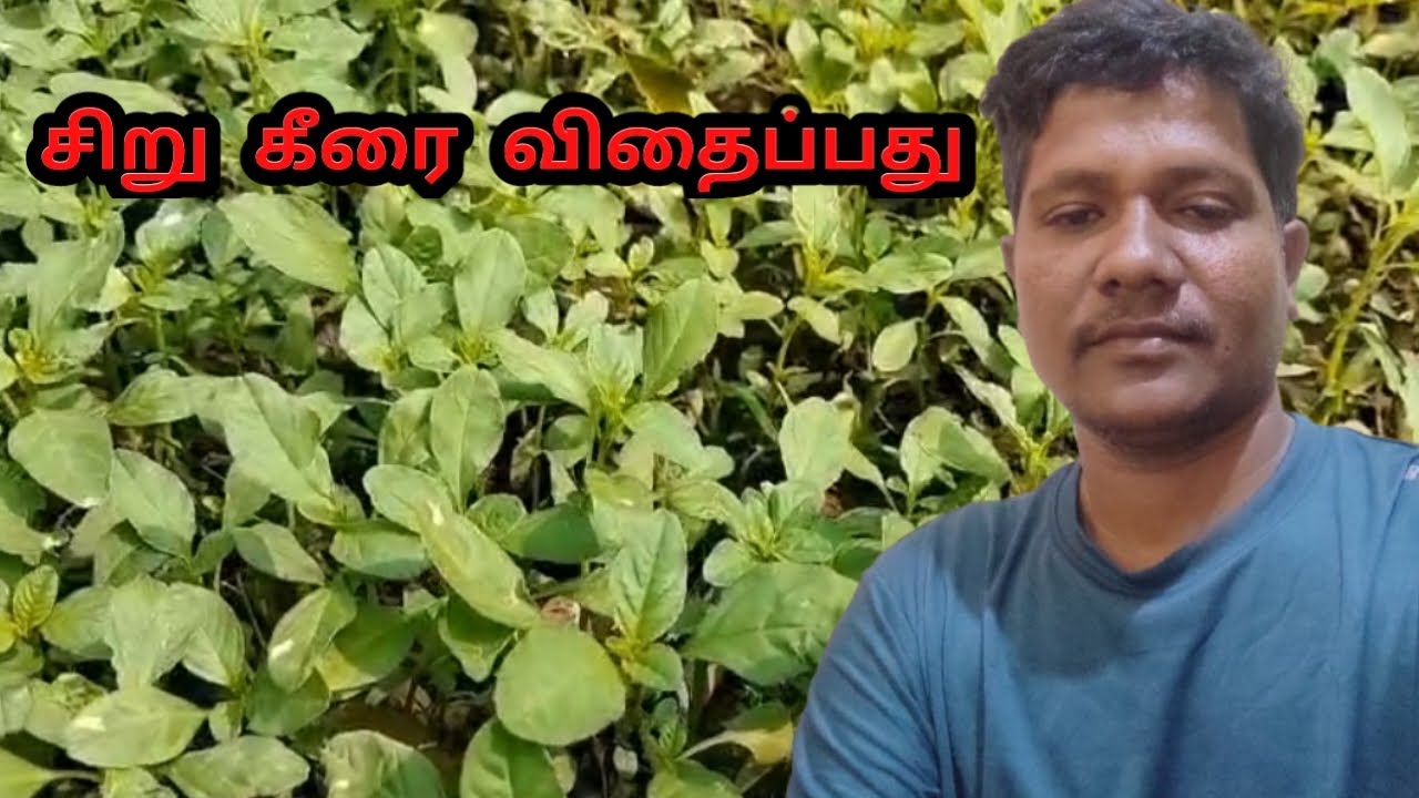 keerai valarpu in tamil