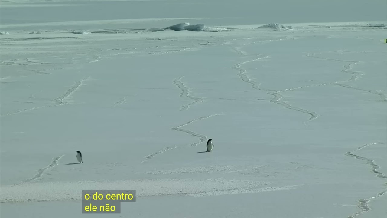 Pinguim Niilista Deprimido -  Werner Herzog 
