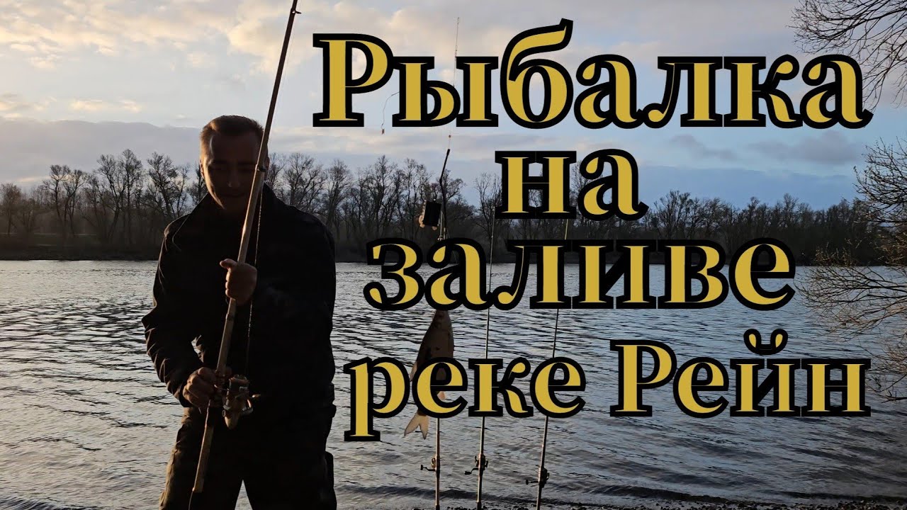 Активная рыбалка🎣 на заливе реке Рейн клюнула плотва на опарыш #рыбалка #angeln #fishing #плотва