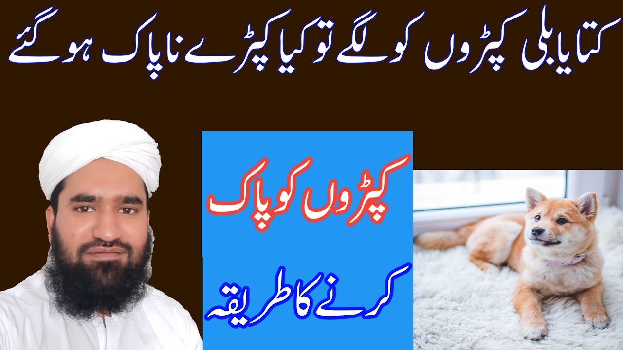 Kiya kutty se kapry napak ho jate hen| Kapry pak karny ka triqa paki aapki k masail