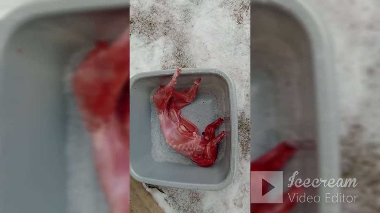 Вес тушки кролика в 3 месяца. Белый Паннон в 3 месяца. Выход мяса кролика.