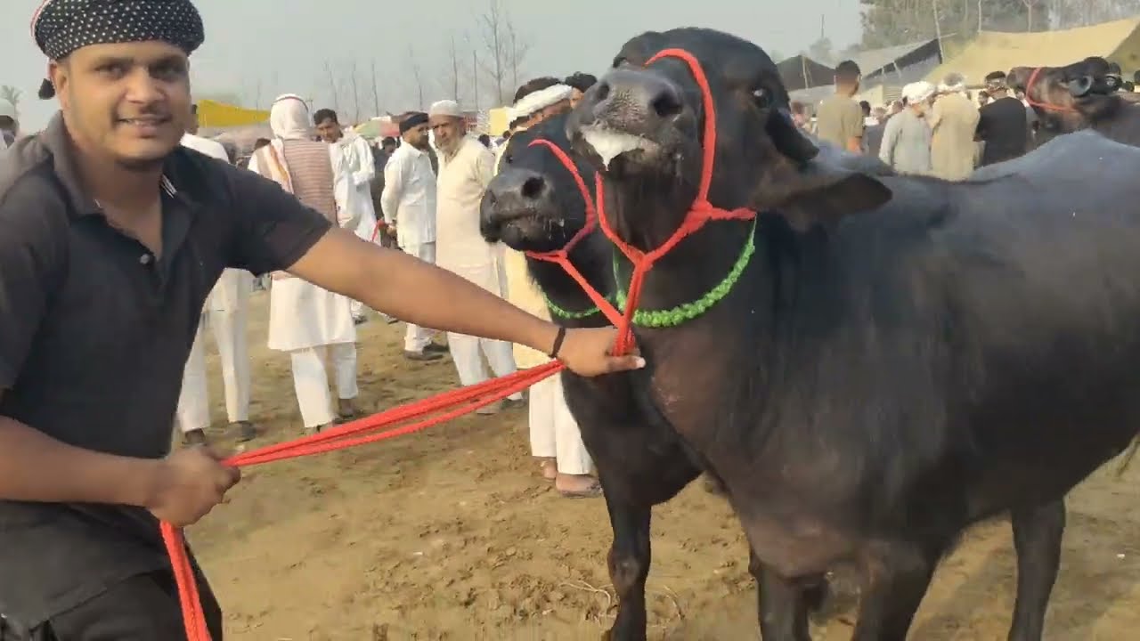 बाकड़ी भैंस, लाइव कीमत बाईपास मुजफ्फरनगर पशु पैंठ 🐃 || bakdi bhains || #pashumandi