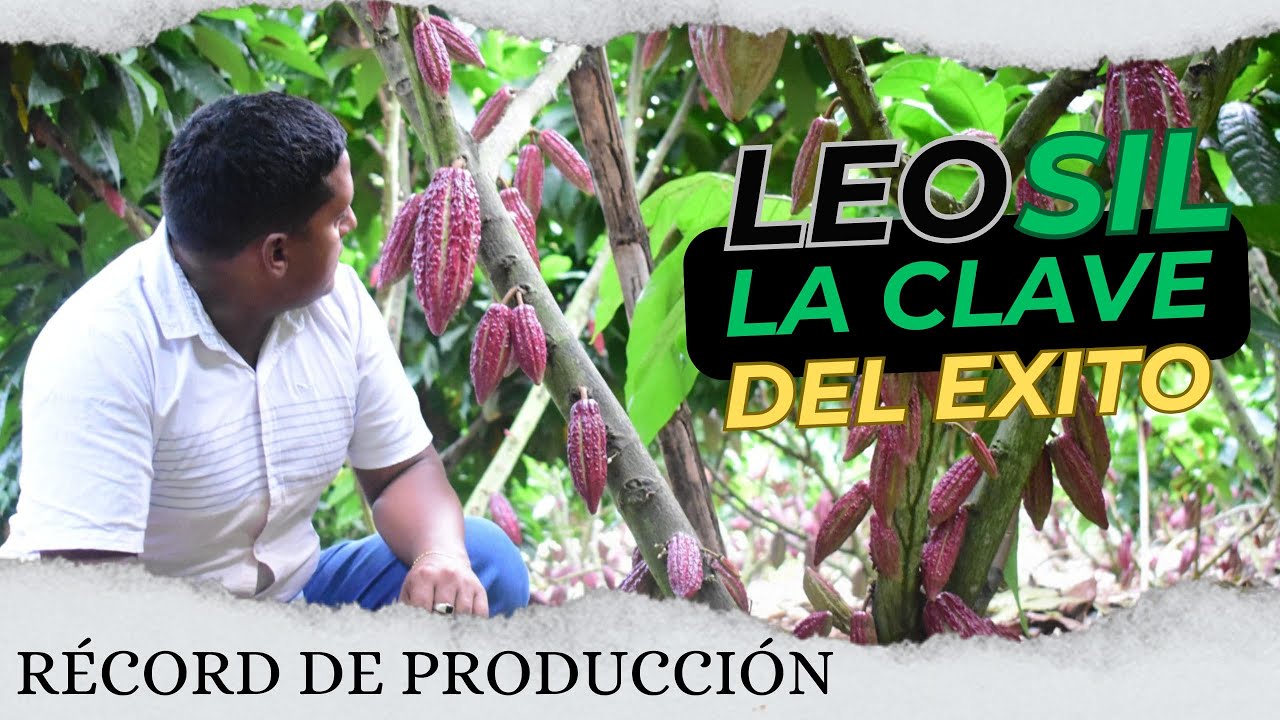 RECORD DE PRODUCCION EN EL CULTIVO DE CACAO